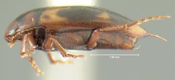 Media type: image;   Entomology 23919 Aspect: habitus lateral view